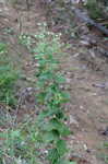 Roundleaf thoroughwort